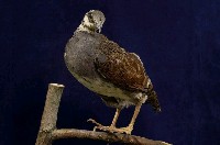 藏品(深山竹雞)的圖片